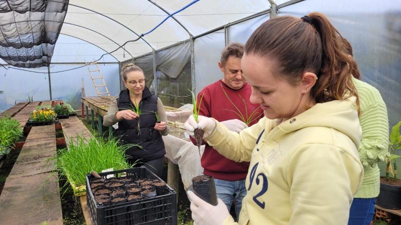 Projeto visa distribuição de mudas de citronela em São Bento do Sul