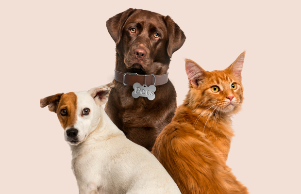 Oito dicas de cuidados com seu pet nos dias de calor