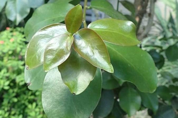 Anvisa proíbe suplementos com ora-pro-nóbis e determina recolhimento