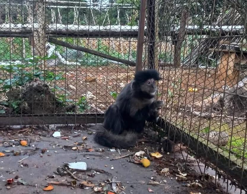 Flagrante em Videira: Animais silvestres são encontrados em cativeiro ilegal