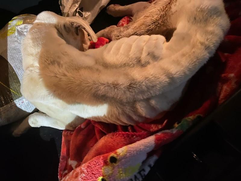 PM de Fraiburgo Resgata Cão em Estado Crítico de Maus-Tratos