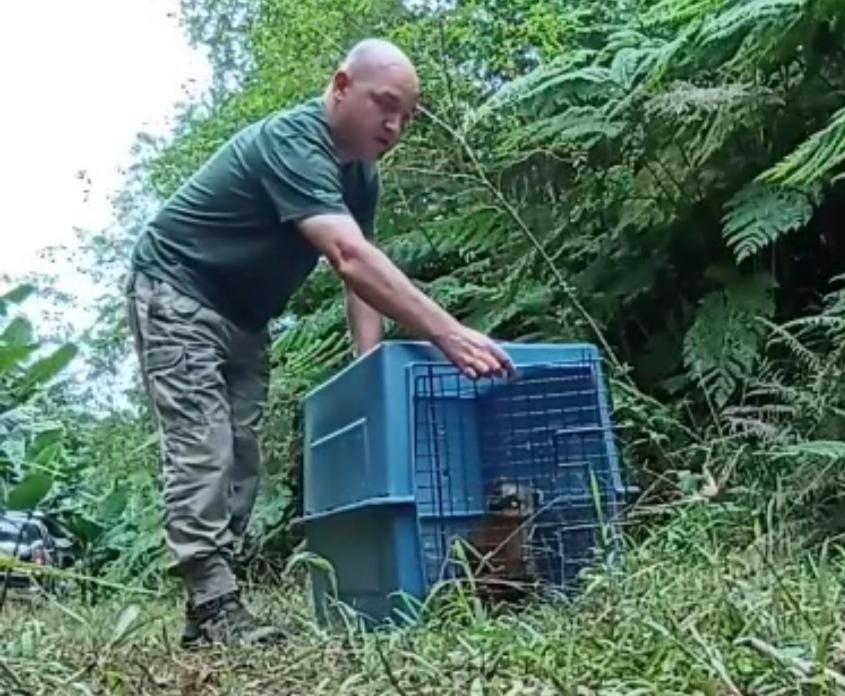 Quati e jararacas são devolvidos à natureza na APA do Rio Vermelho