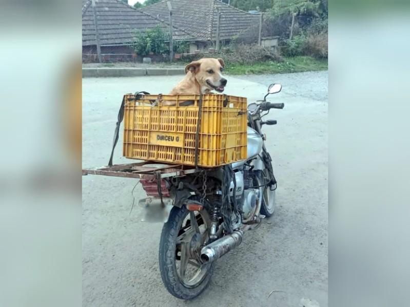 Caramelo na garupa chama atenção em São Bento do Sul