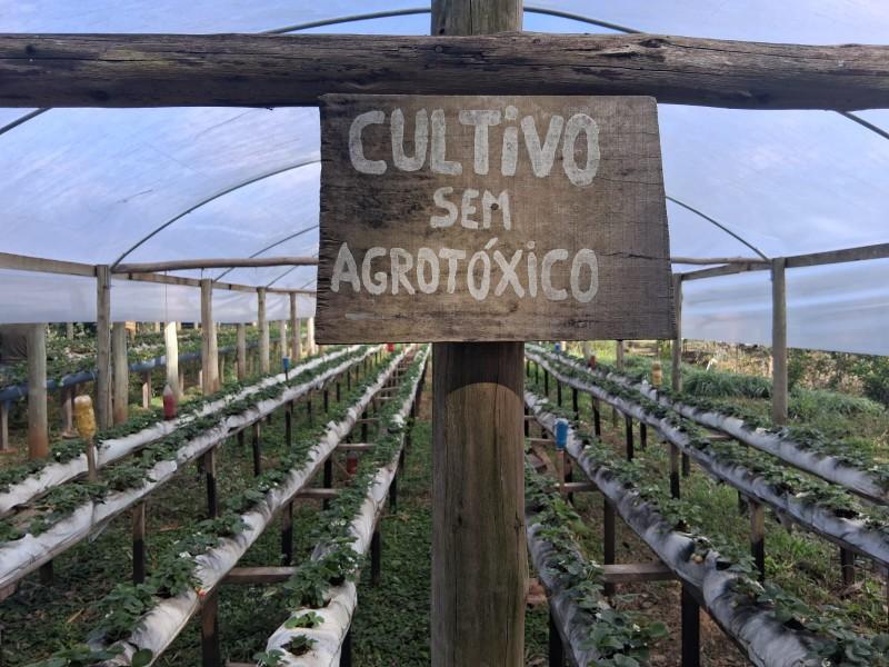 Produtores de morango celebram parceria de sucesso com a Prefeitura de São Bento do Sul