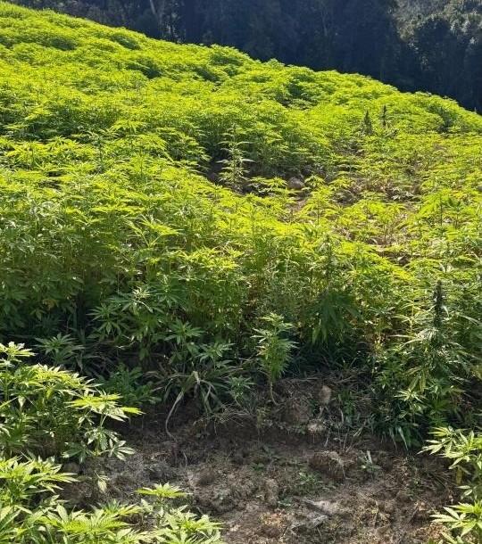 Homem é preso com mais de 130 mil pés de maconha em José Boiteux