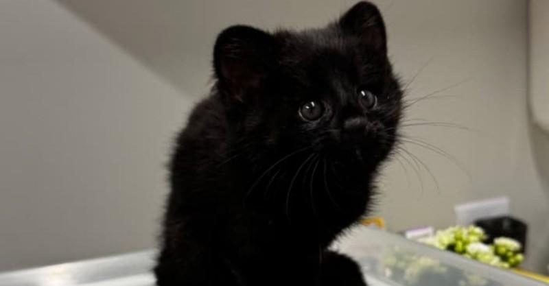 Filhote raro de gato-do-mato-preto é resgatado em Jaraguá do Sul