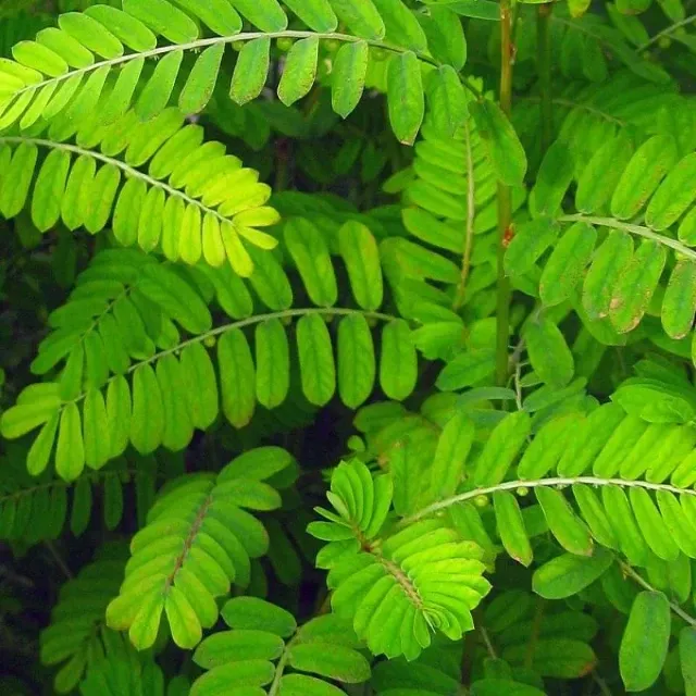 Chá de quebra-pedra alivio para pedras nos rins