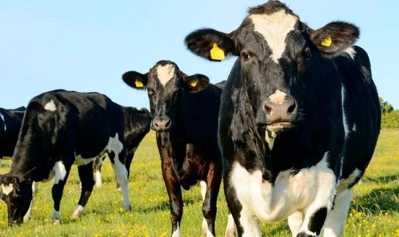 Detectado caso de Raiva animal em São Bento do Sul