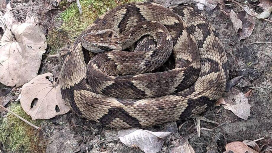 Trabalhador é picado por jararaca durante colheita de fumo em Rio Negrinho