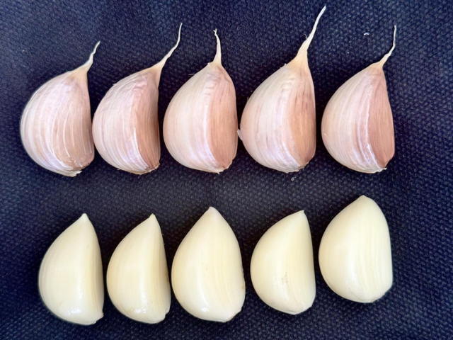 Epagri desenvolve alho que se adapta em regiões de clima quente em Santa Catarina